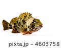 scorpion fish, カサゴ