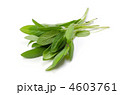 sage, セージ