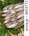 smelt, ワカサギ