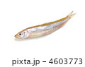 smelt, ワカサギ
