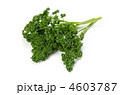 curly parsley, パセリ
