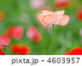 ポピー