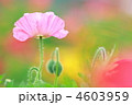 ポピー