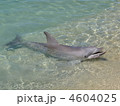 イルカ