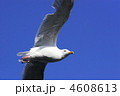 4608613