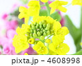 菜の花