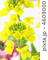 菜の花