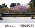 龍安寺の石庭と桜