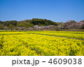 観音寺の菜の花と桜
