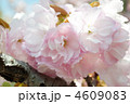 手毬