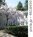 木造校舎と枝垂れ桜　旧制松高