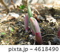 これなあに？ナルコランの芽