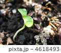 白山吹の芽