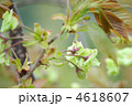 御衣黄桜