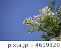 清楚・香り　