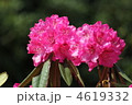 石楠花
