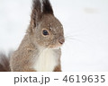 エゾリス