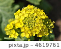 菜の花