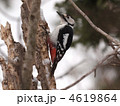 アカゲラ