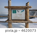冬のフレペの滝