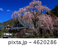 身延山久遠寺のしだれ桜