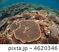 サンゴ