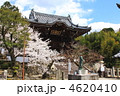 和歌山県粉河寺の桜と中門