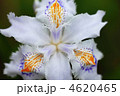 胡蝶花 胡蝶花