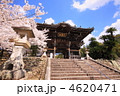 和歌山県粉河寺の桜満開