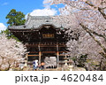 和歌山県粉河寺の春