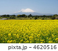 菜の花と富士山