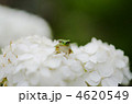 雲上のカエル