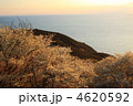 和歌山県日の岬の春