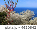 和歌山県日の岬の春