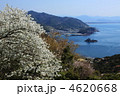 春の日ノ岬パーク桜満開