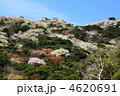 桜満開の和歌山県日ノ岬