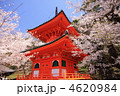 春桜満開の和歌山県紀三井寺の多宝塔
