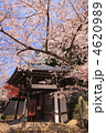 和歌山県紀三井寺桜満開