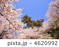 和歌山県紀三井寺桜満開