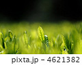 茶の新芽