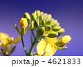 菜の花