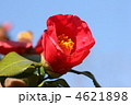 椿