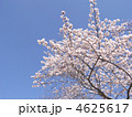 ソメイヨシノ