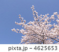 ソメイヨシノ