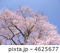 エドヒガンサクラ