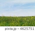 菜の花畑