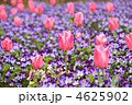 昭和記念公園チューリップ畑