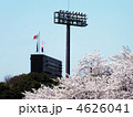 スコアボードと桜