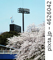 スコアボードと桜