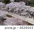 名古屋山崎川の桜